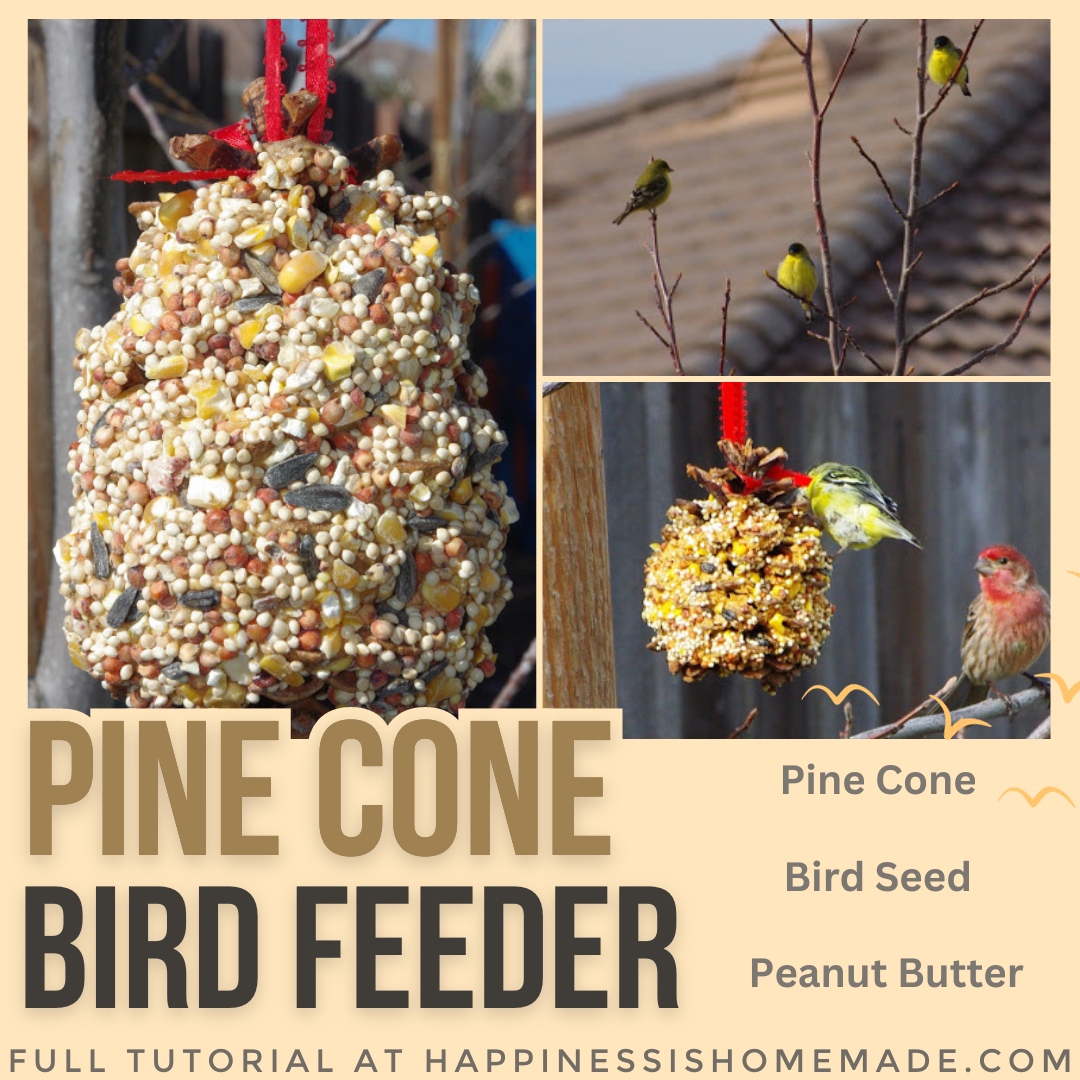 pine cone bird feeder