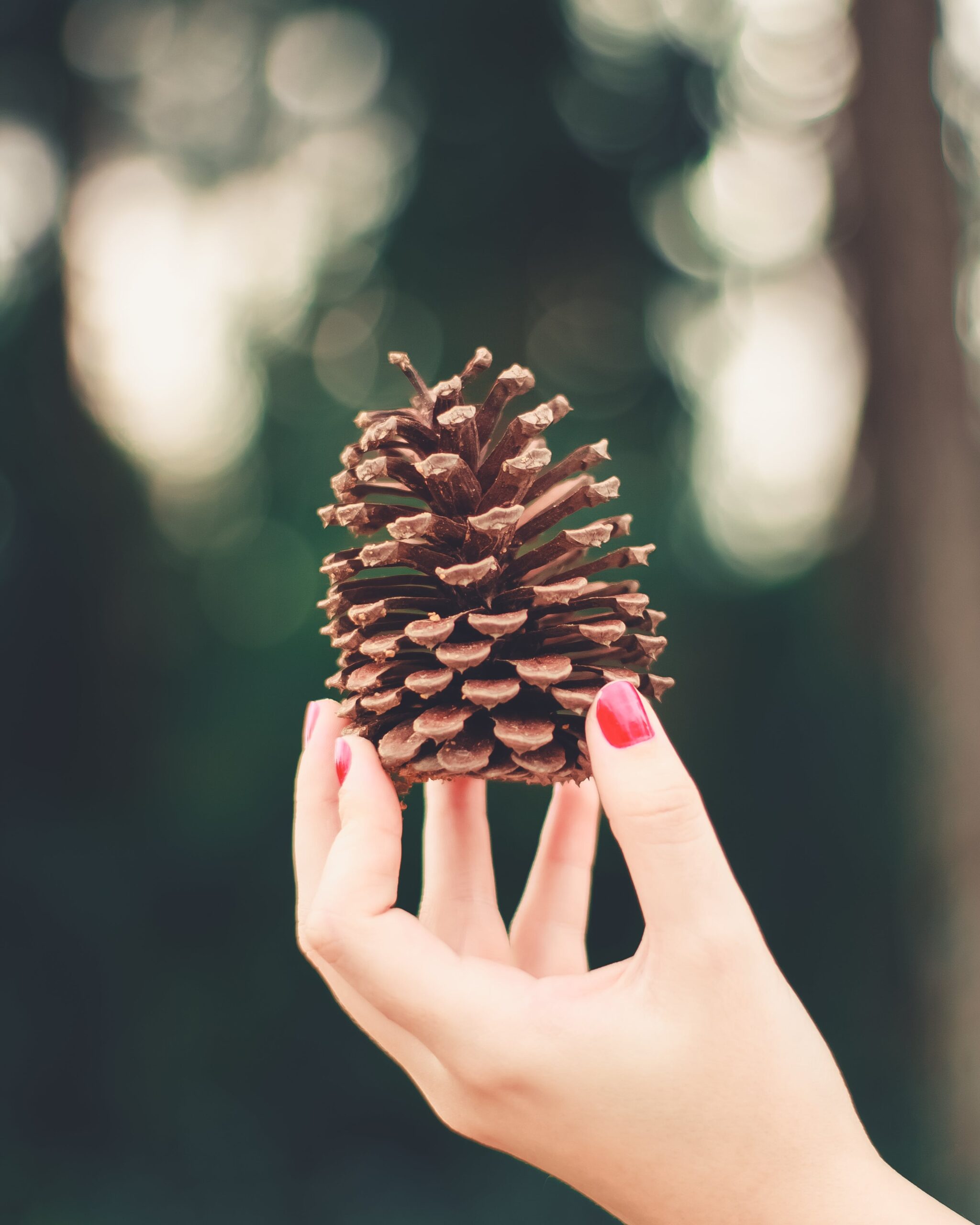 hand holding up pine cone
