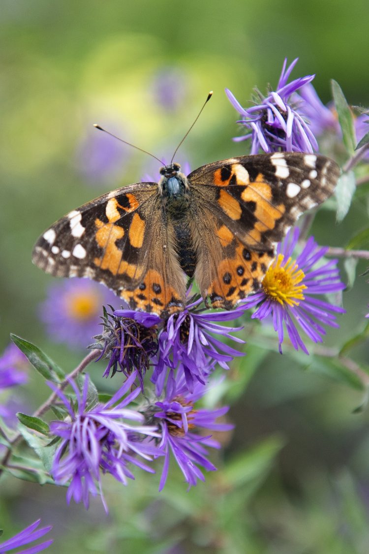 painted lady butterfly on flower