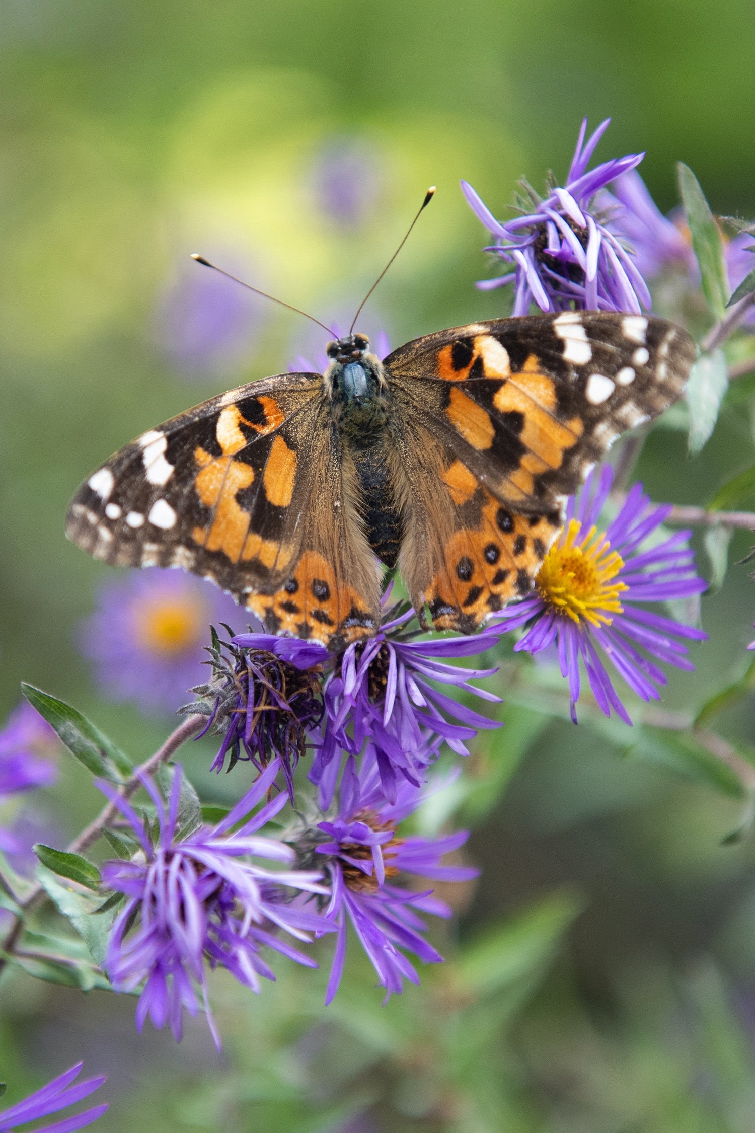 painted lady butterfly on flower 