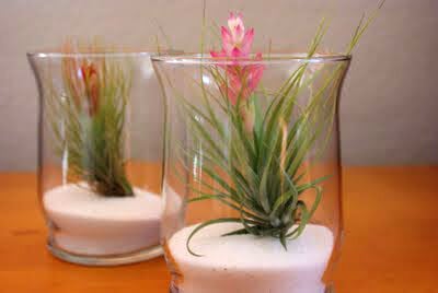 Air Plant Terrariums