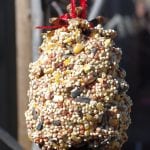 pine cone bird feeder