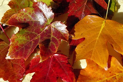 colorful fall leaves preserved with wax