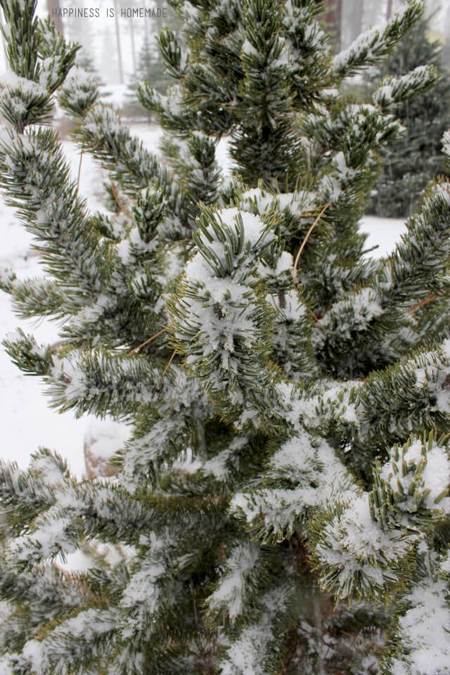 Snowy Scene at the 2014 HGTV Dream Home