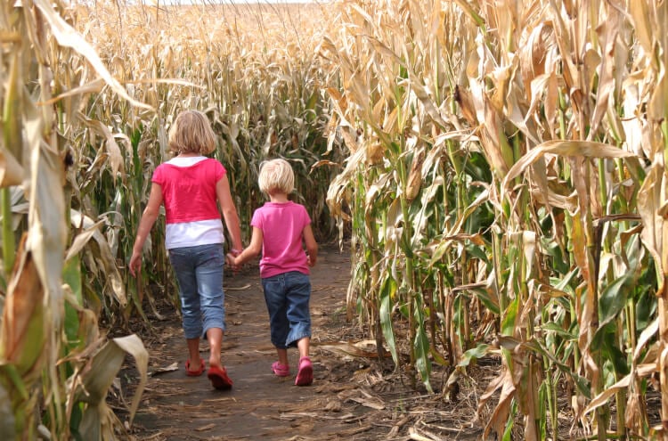 kids holding hands walking through corn maze