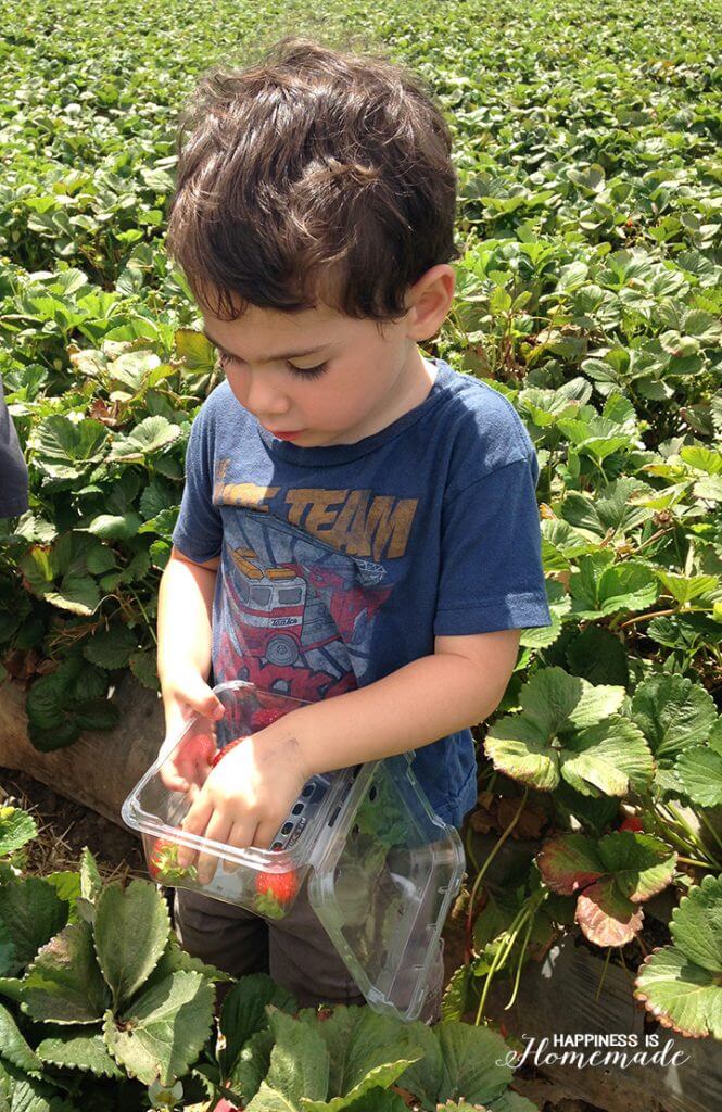Strawberry Picking at the Farm