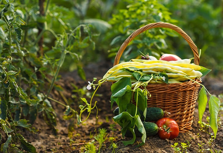 A harvest of season vegetables in a wicker basket
