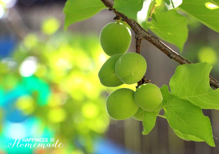 Apricot Tree with New Green Apricots