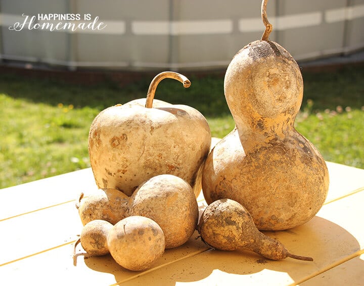 dried gourds set on table outside