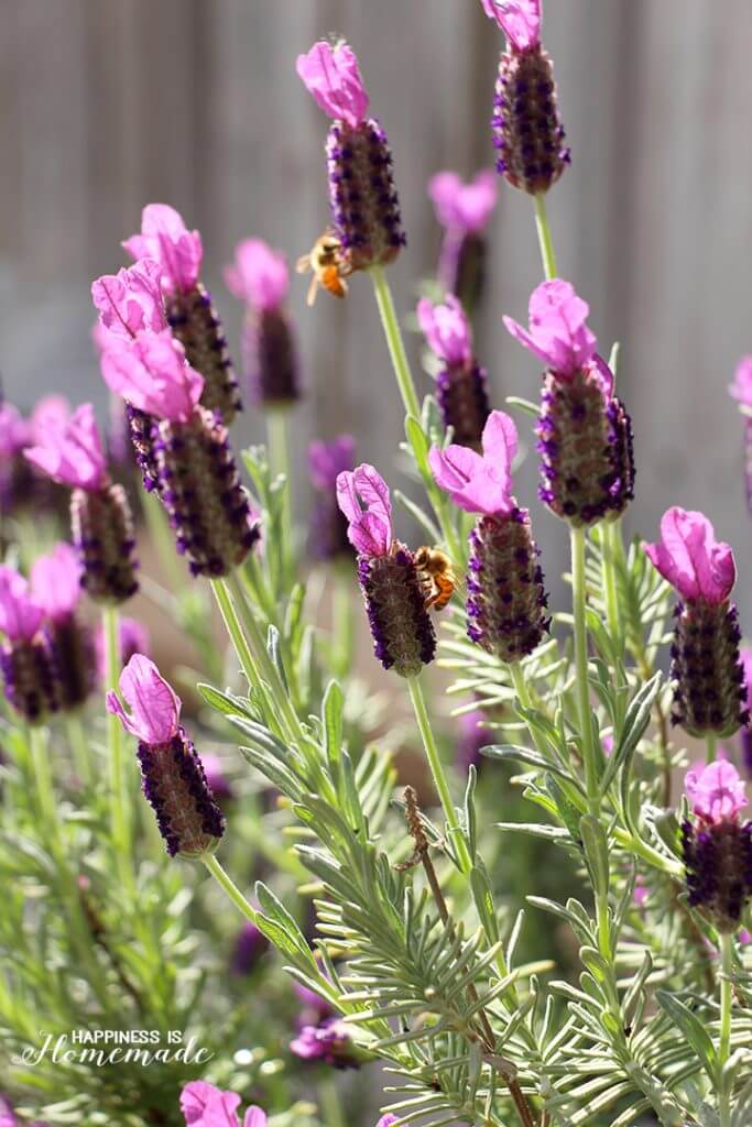 home grown garden lavender plants