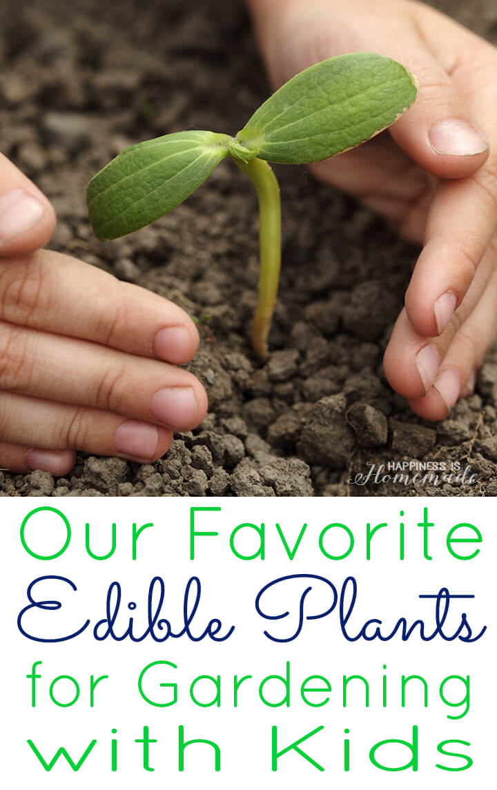 our favorite edible plants