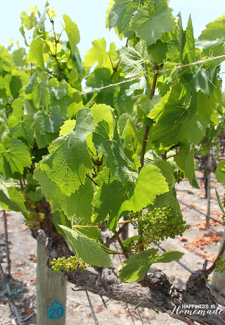 Baby Chardonnay Grapes at Sonoma-Cutrer