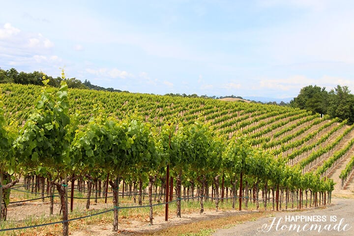 Rows of Grapes at the Sonoma-Cutrer Vineyard