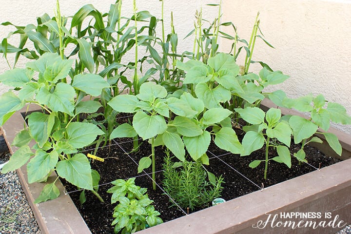 square foot gardening space with plants growing