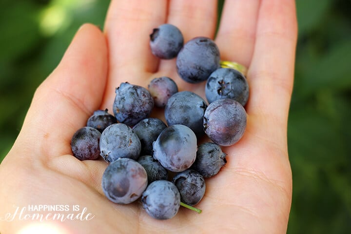 Handful of Garden Fresh Blueberries