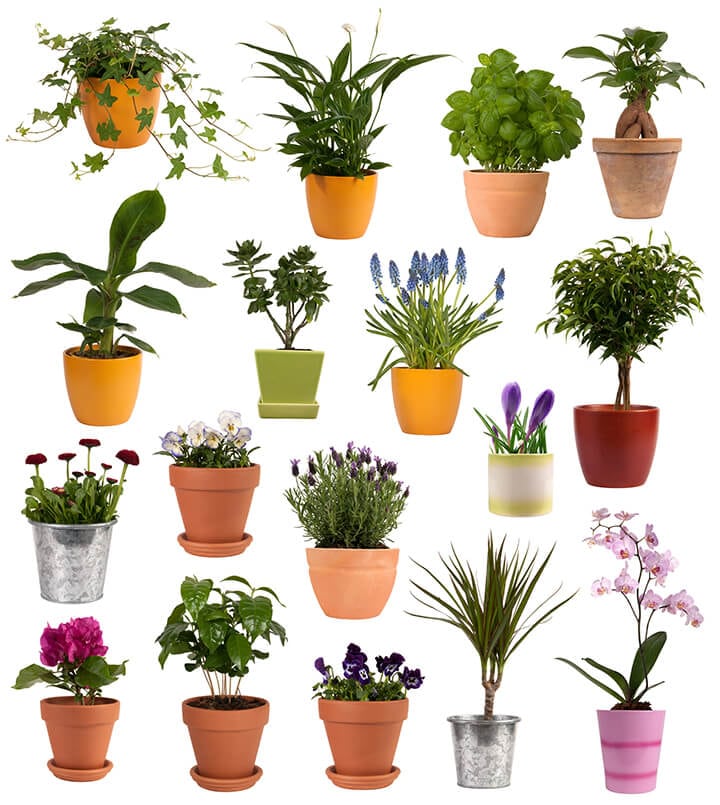 Flowers and plants in pots