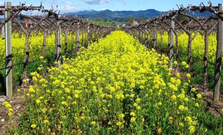 calistoga hot springs flower garden in vineyard