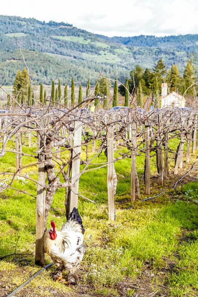 grape vineyards with a rooster 