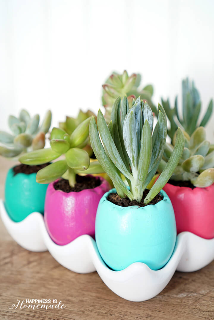 Egg Shell Succulent Planters