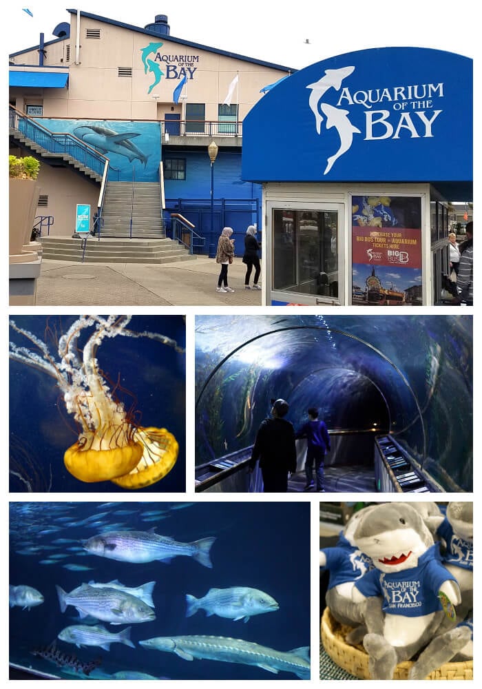 collage of the monterey bay aquarium