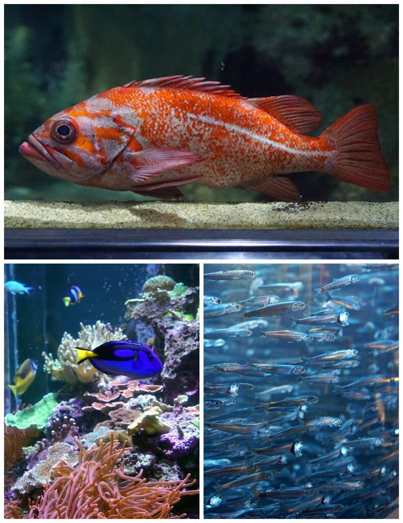 Fish at the Aquarium of the Bay