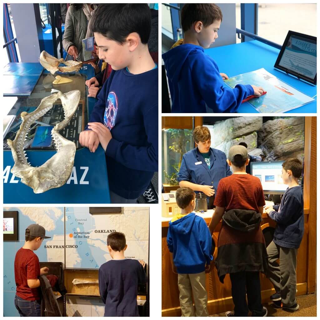 Interactive Displays at the Aquarium of the Bay