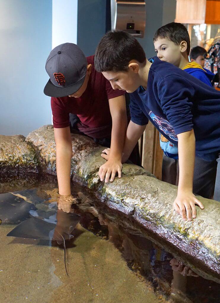 Ray Touch Tank