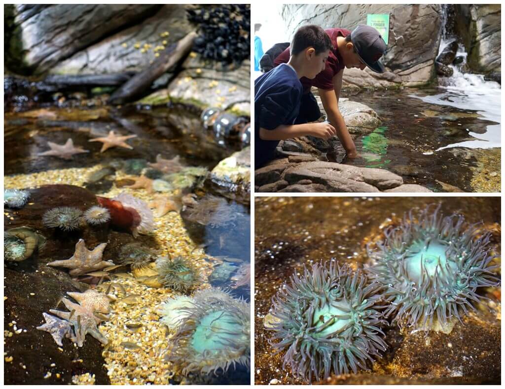 Tide Pool Touch Tank