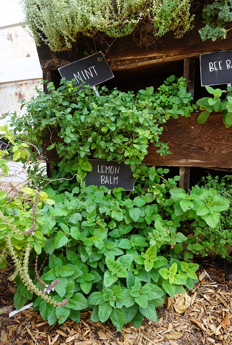 herb garden at magnolia seed and supply