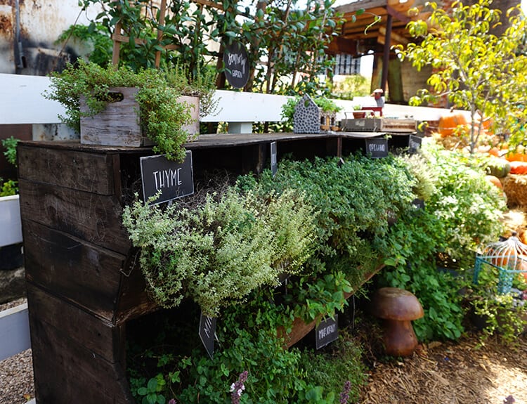 herb garden with signs and garden decor