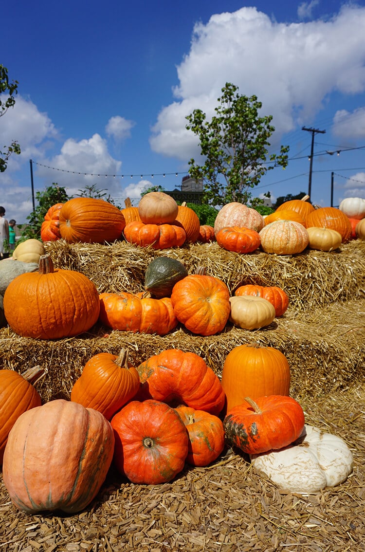 pumpkin patch at magnolia seed and supply