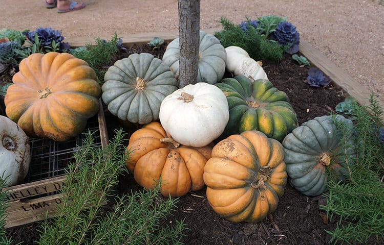 pumpkins of assorted variety 