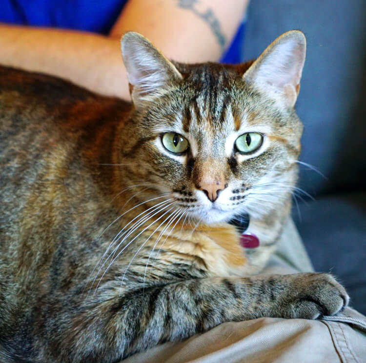 cute kitty cat on lap of human