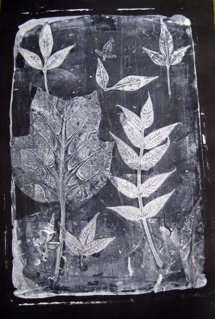 black and white leaf prints made with gelatin