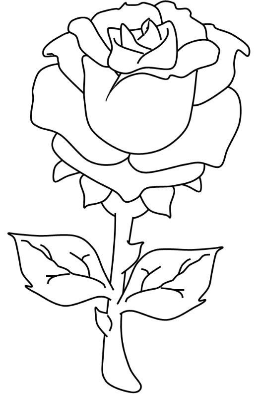 rose coloring page for valentines day celebrations