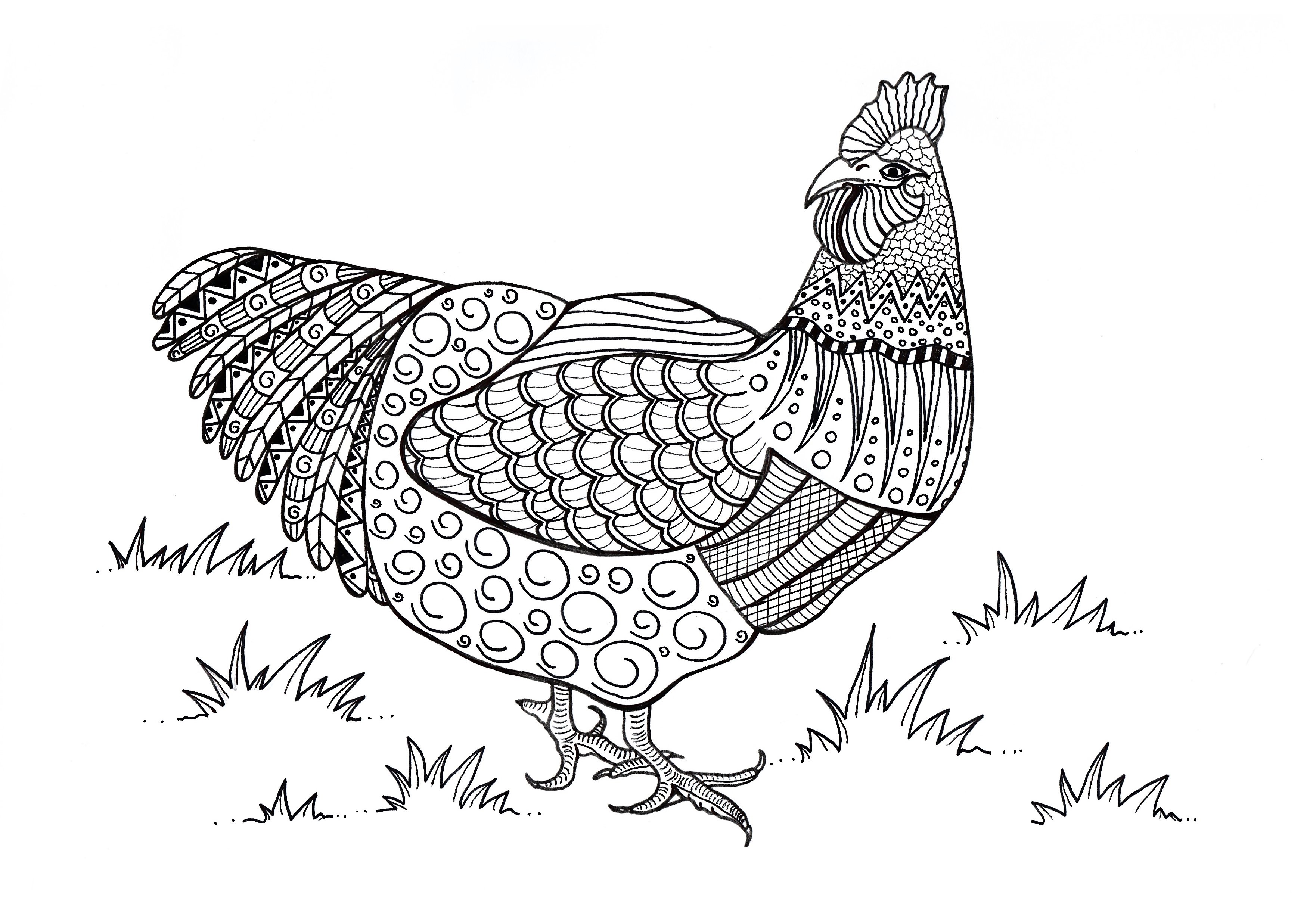 printable coloring pages for adults rooster