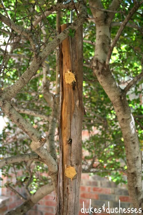 cedar bird feeder hung up