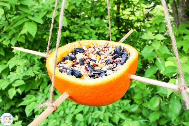 orange halve filled with bird seed hung up