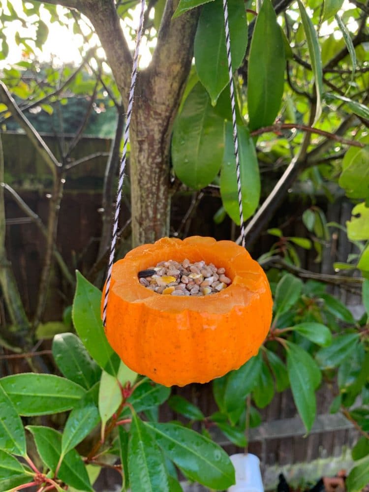 pumpkin with top sliced off and filled with bird seed, strung from a tree