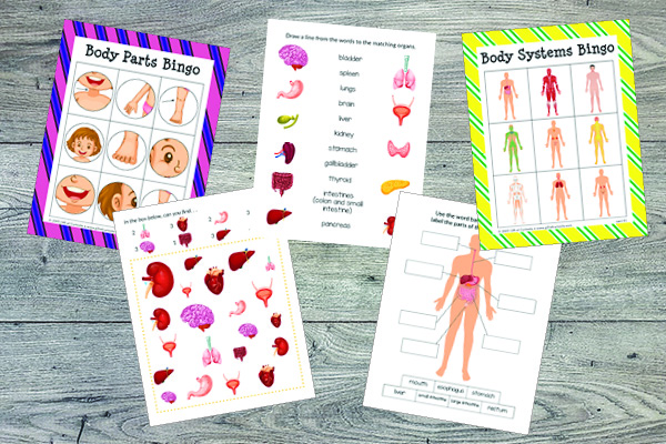 human body printable worksheets