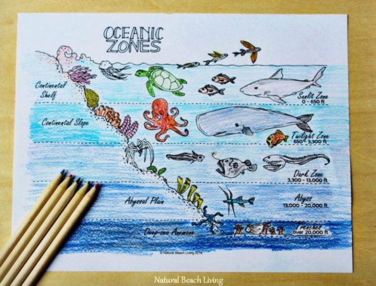 ocean study unit coloring page with colored pencils