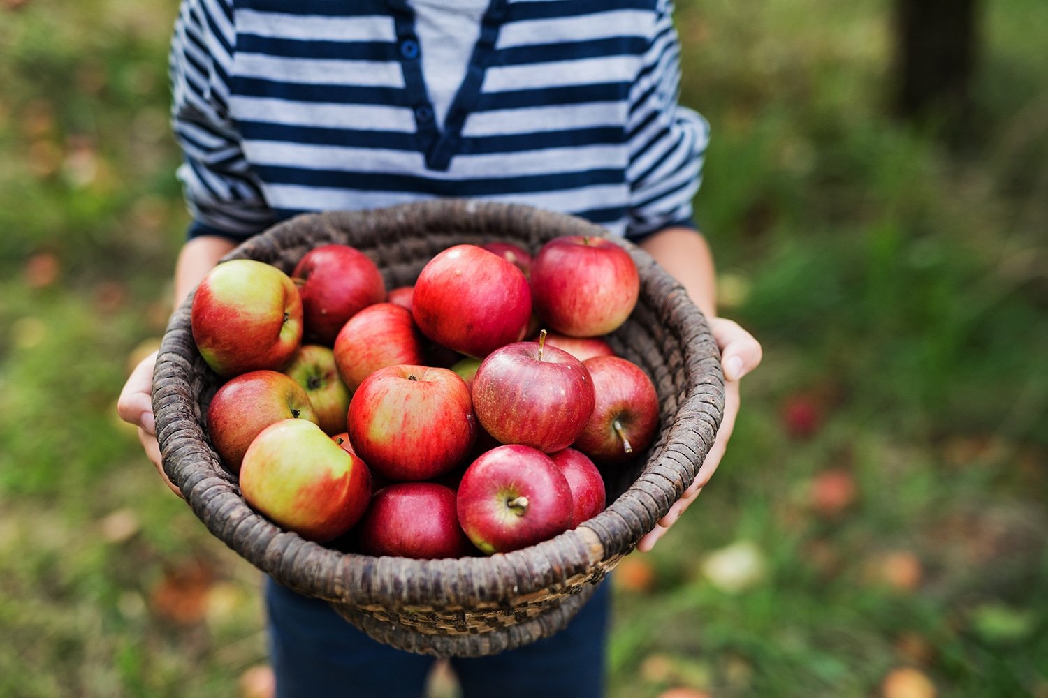 child holding bucket of apples from apple picking