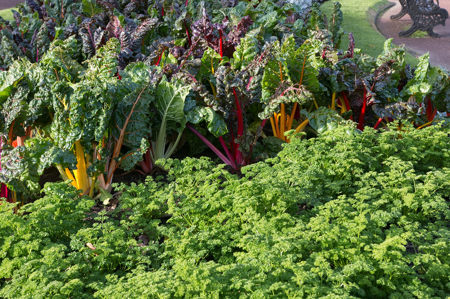 fall garden with rainbow chard