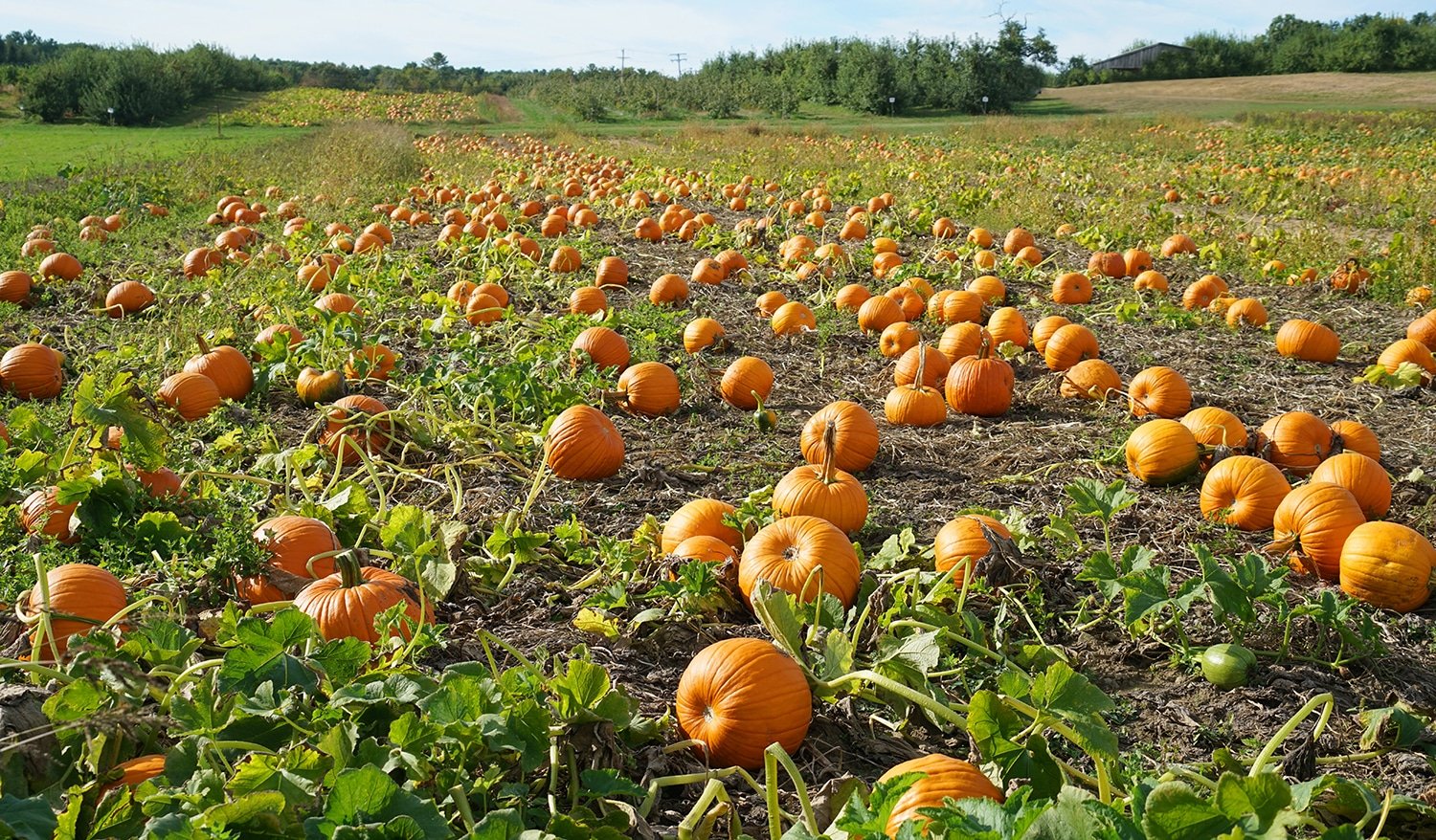 pumpkin patch with lots fo pumpkins