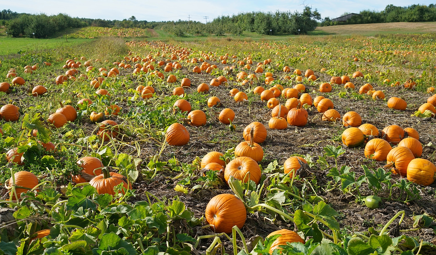 pumpkin patch with lots fo pumpkins