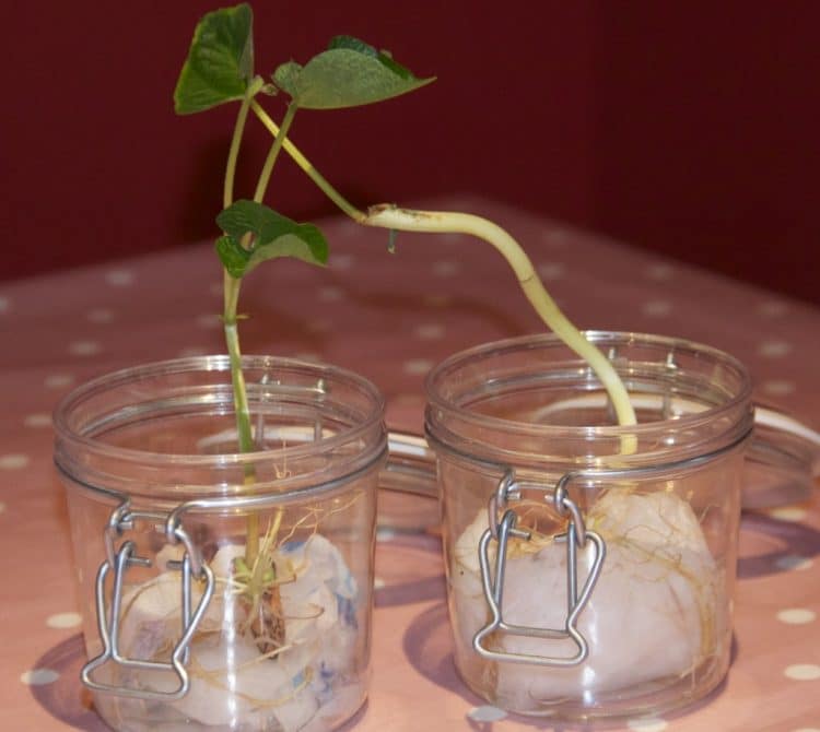 plant growing with roots seperated into two jars