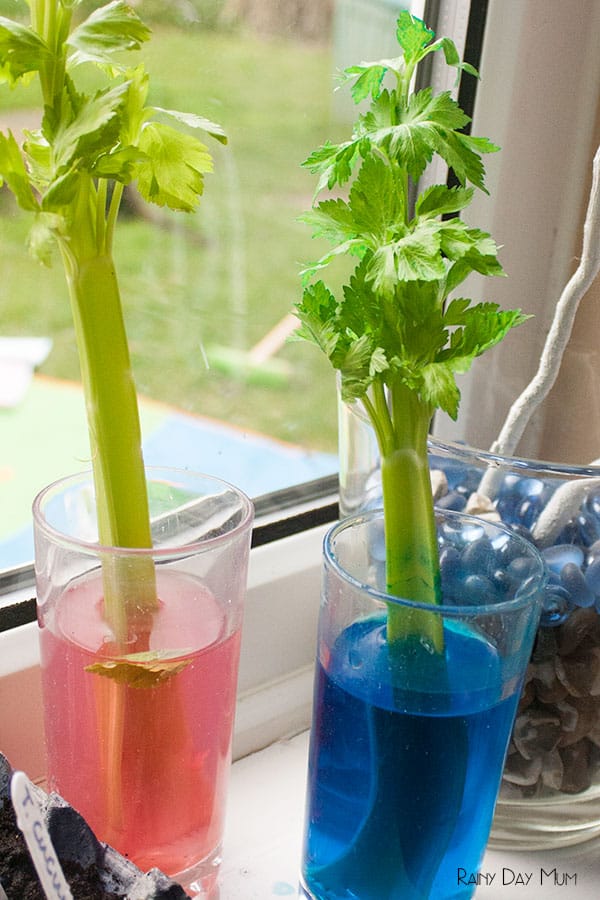 celery stalks in different colored liquid in jars 