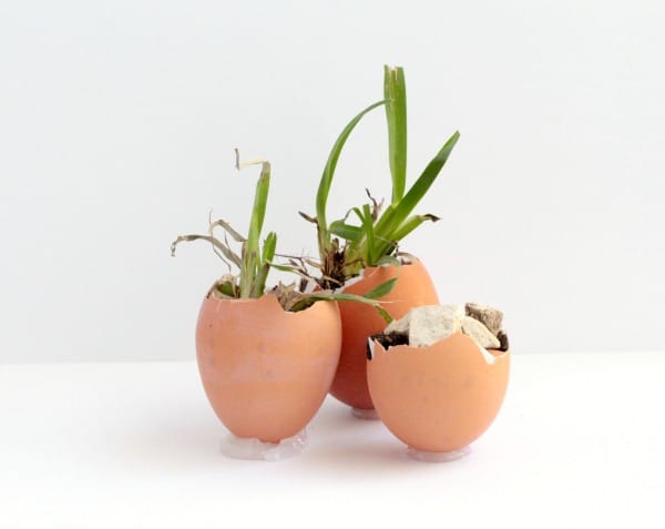 plants growing out of eggshells