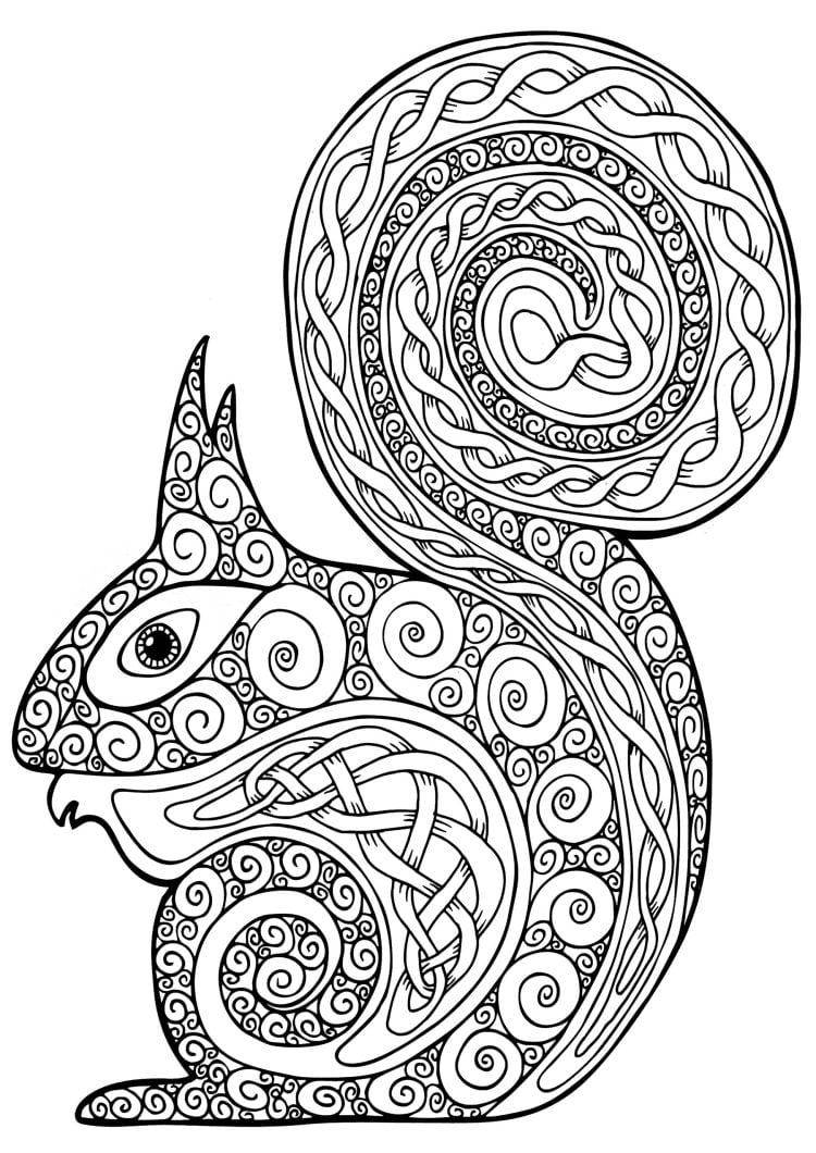 squirrel coloring page for adults and kids