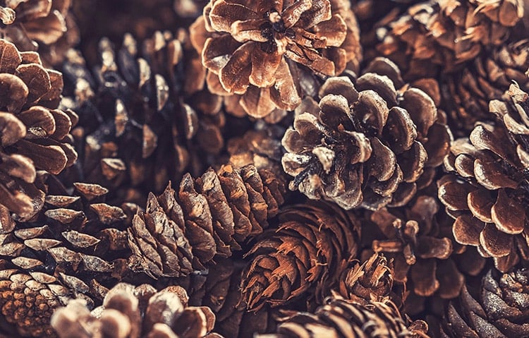 Close up photo of a pile of pinecones